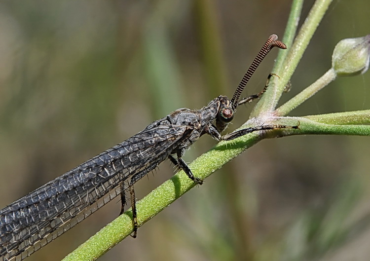 Creoleon corsicus